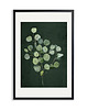 plakaty PLAKAT (poster) ROSLINKA EUKALIPTUS