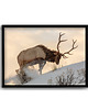 plakaty Plakat Jeleń w Śniegu
