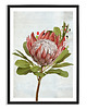 plakaty PLAKAT (poster) KWIAT PROTEA