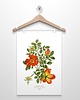 plakaty RÓŻA DZIKA  plakat  A4, A3 (lub 30x40 cm)