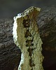 kuchnia - różne BAZYLIA_złote litery_zielnik