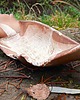 patery i talerze Patera ,,Kurinuki" - oryginalna i ozdobna