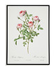 plakaty Rosa lomponia - Plakat botaniczny - Retro