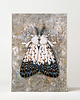 grafiki i ilustracje Moth