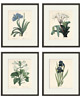 grafiki i ilustracje Kwiaty Ilustracja Druk Botaniczny prezent stara Grafika Rysunek