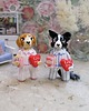 figurki i rzeźby Beagle i Border Collie w piżamach