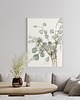 grafiki i ilustracje Eucalyptus - Fine Art Print