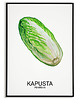 plakaty Plakat  GRAFIKA KAPUSTA PEKIŃSKA warzywa ZIOŁA