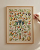 grafiki i ilustracje Grafika Fruits (reprint)