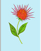 grafiki i ilustracje 91. Osobliwości botaniczne: Jeżówka - rysunek, plakat.
