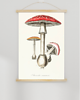 plakaty PLAKAT  ILUSTRACJA z grzyb muchomor vintage