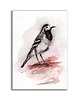 grafiki i ilustracje Akwarela ręcznie malowana "Pliszka" ptaki