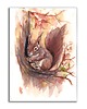 grafiki i ilustracje Obraz ręcznie malowany "Wiewiórka"