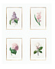 grafiki i ilustracje ZESTAW 4 PLAKATÓW vintage botaniczne kwiaty