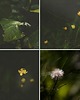 fotografia 4 fotografie natury z cyklu "Zwyczajność"