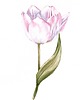 obrazy "Delikatny różowy tulipan" 20*30 cm/ akwarela