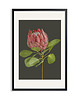 plakaty PLAKAT (poster) KWIAT PROTEA