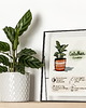 grafiki i ilustracje Instrukcja roślinna: CALATHEA
