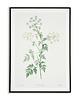 plakaty Plakat botaniczny ilustracja z kwiatem Cykuta