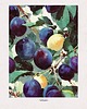 plakaty Plakat Autumn 1