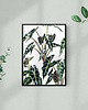 grafiki i ilustracje Alokazja - ilustracja botaniczna