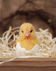 Wielkanoc - inne Kurczaczek Wielkanocny w skorupce