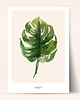 plakaty Monstera - Plakat botaniczny na ścianę z kwiatem