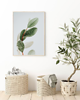 plakaty PLAKAT natura botaniczny eukaliptus