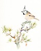 obrazy Oryginalna akwarela. Sikora czubatka