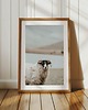 plakaty PLAKAT fotografia owca owce góry zdjęcie