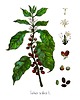grafiki i ilustracje Kawa- Arabica- grafika na ścianę- ilustracja