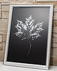 obrazy Autorska Grafika Botaniczna. Srebrny Liść Klonu 20x30cm. Maple Leaf