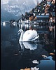 plakaty Plakat "Biały łabędź nad jeziorem Hallstatt"