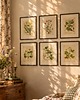 grafiki i ilustracje ZESTAW PLAKATÓW vintage grafiki botaniczne