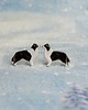 kolczyki ceramiczne Border collie - ceramiczne kolczyki
