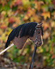 zabawki - inne Hobby Horse + ogłowie skórzane + wodze