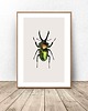 plakaty Plakat na ścianę z zielonym żukiem A4 (210mm x 297mm)
