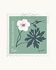 plakaty Bodziszek/ seria Herbarium plakat 40x40 cm