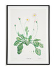 plakaty Plakat botaniczny GRAFIKA stokrotka Vintage