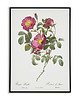 plakaty Rosa pumila - Plakat botaniczny - Retro