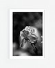 fotografia Irys