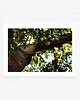 fotografia Wiewiórka