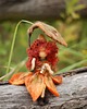 karuzele i girlandy do łóżeczka Leśna Wróżka -Pani Jesień - Waldorf toys