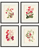 grafiki i ilustracje Zestaw Grafik Botanicznych Vintage