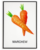 plakaty Plakat  GRAFIKA MARCHEWKA warzywa ZIOŁA