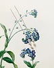 kolczyki srebrne Flora- Kolczyki- Niezapominajka-srebro