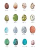 grafiki i ilustracje Jajka - grafika- ilustracja- plakat- eggs