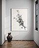 plakaty Plakat Cotton flowers