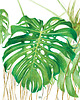 plakaty Plakat  Monstera Deliciosa