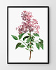 plakaty Plakat Lila vintage
